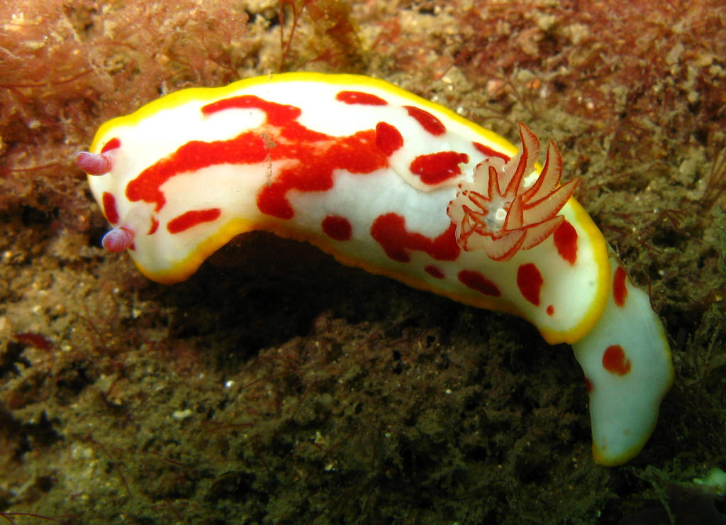 Chromodoris splendida